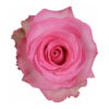 priceless-pink-rose-50-75-100-200-stems.jpg