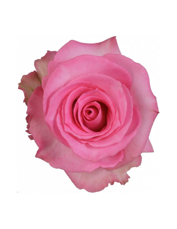 priceless-pink-rose-50-75-100-200-stems.jpg