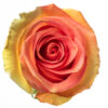 rose-grandiose.jpg