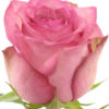 rouse-gr-pink_shadow-1.jpg