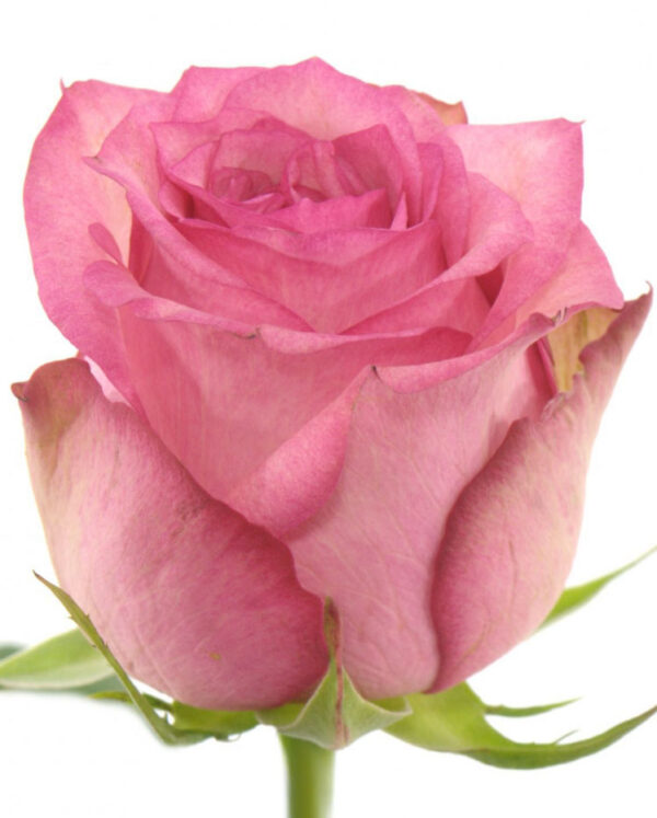 rouse-gr-pink_shadow-1.jpg