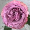 roza-queens-crown-03-300×300.jpg