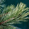 wald-kiefer-pinus-sylvestris2.jpg