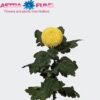 watermarked_chr-g-golden-ping-pong_1553000278.jpg