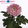 watermarked_chr-g-holiday_1553000278.jpg