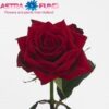 watermarked_rosa-grootbloemig-testarossa_1553001630.jpg