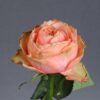 52bb25bc_63970cefb51cc.JPG