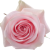 Luciano.png