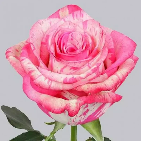 additional1-800×800.webp