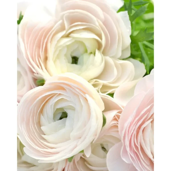 423882_2-1100×1100.webp