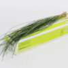 Beargrass20x202020Green20Ocean.jpg