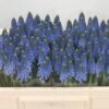 Muscari-Carola-30cm.jpg