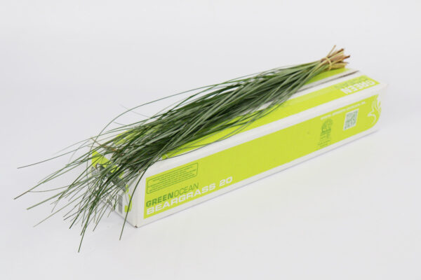 Beargrass20x202020Green20Ocean.jpg