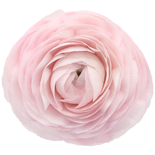 Ranunculus20clooney20lady20super.jpg