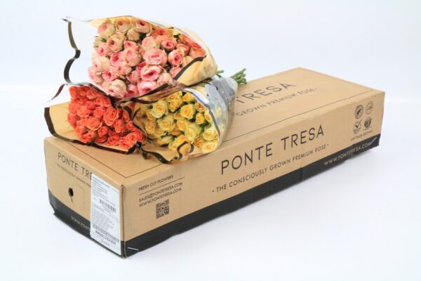Rosa20Ec20Spray20Mix20in20Box20Ponte20Tresa.JPG