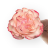 Country-Candy-1.png