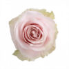 Pink_Mondial_Roses_-Standard_Florist_Near_Me-1-300×300.jpg