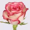 imagesqtbnANd9GcRv3qflSfsliMxifYpv2SpBXNbzmDVCO66Bxzb3Zvx5aiHq-zodKLg2mkRl9suToR28q5MusqpCAU.jpg