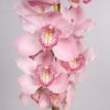 CYMBIDIUM-ORCHID-CANDY-KING-60cm.jpg
