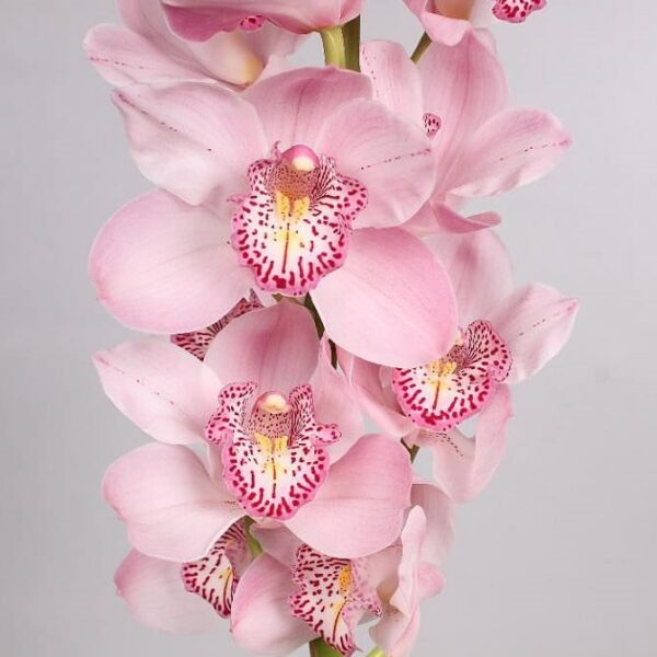 CYMBIDIUM-ORCHID-CANDY-KING-60cm.jpg