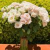 Rose-Wangari-Maathai-in-a-vase.jpg