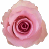 christa-33141d0a.png