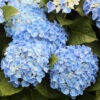 faboloblue-500×500.jpg