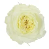mayraswhite.webp