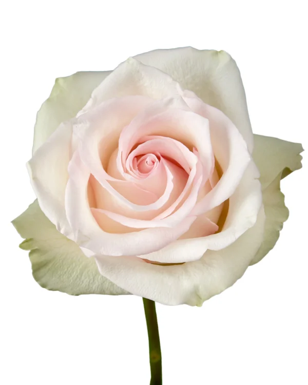 ragazza.webp