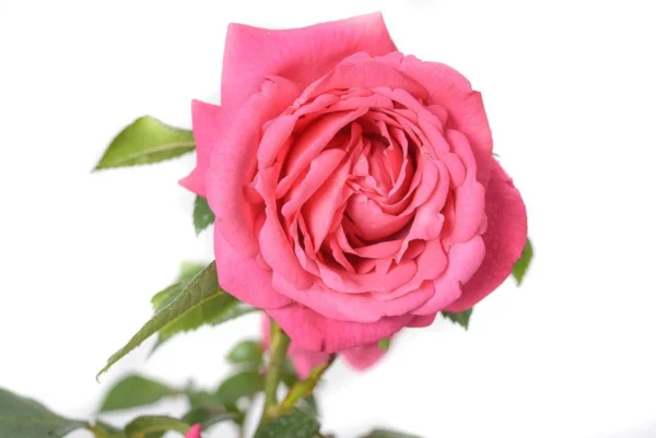 romina.webp