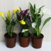 zantedeschia-01-3-1200×900.jpg