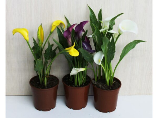 zantedeschia-01-3-1200×900.jpg