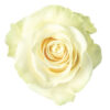 0022768_rose-mondial_510.jpeg