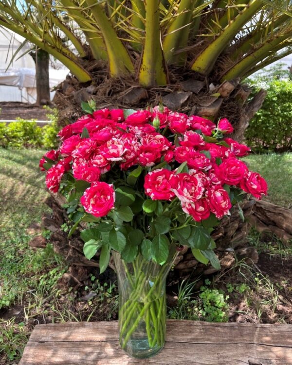 IMG_2876x.jpg