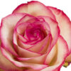 paloma-rose.jpg