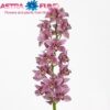 watermarked_cymbidium-grootbloemig-per-tak-st-sherrie_1553000292.jpg