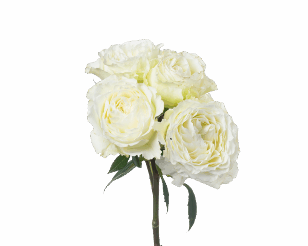 290-White-Balance-1.png