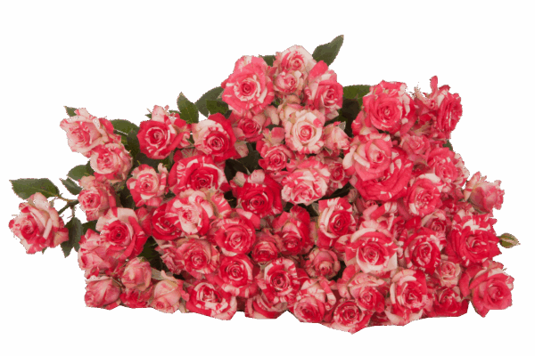 FIREWORKS-edited.png
