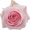 Luciano.png