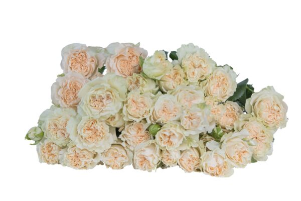 SUMMERROSE-min.jpg