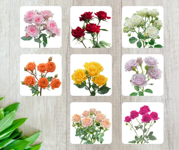 SUMMER_FLOWERS_SPECIALS_91_1000x1000