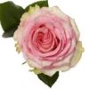images-6