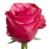 lola-website-hs-1-350×333-c