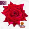27bed6d5-0c52-4281-aefc-86b0d666eac2.webp