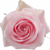 Luciano-400×400.png