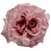 POWDER-PUFF-HojaVerde4.png