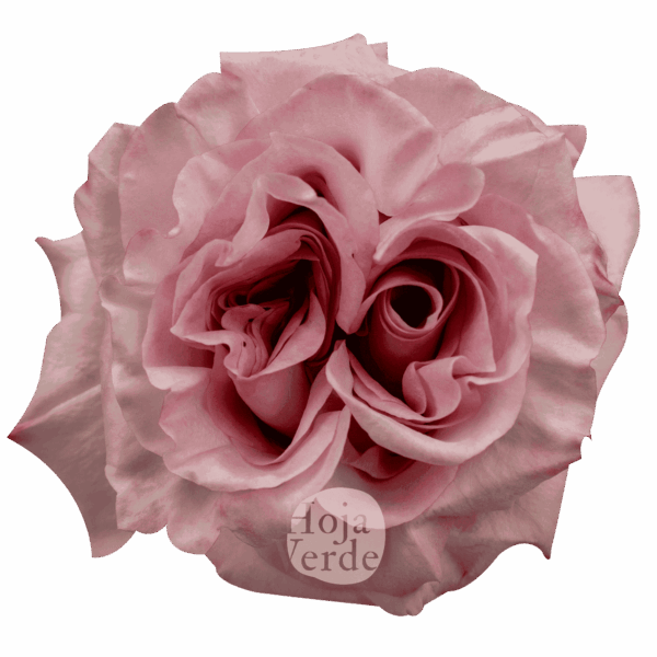 POWDER-PUFF-HojaVerde4.png
