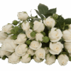 SNOWY_BUBBLE-edited.png