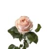 img_5110654-1100×1100.jpg