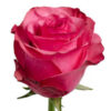 lola-website-hs-1-350×333-c-2-300×285.jpg